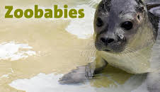 Zoobabies