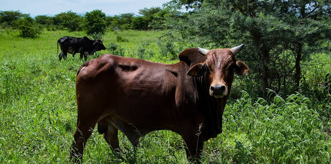 04:30: I Was Prey (S3 E5) (S3) | Animal Planet | 11/21 2025