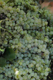 12:55: La Besana en verde | Canal Extremadura | 3/28 2026