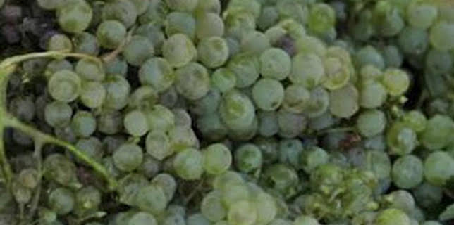 12:55: La Besana en verde | Canal Extremadura | 1/17 2026