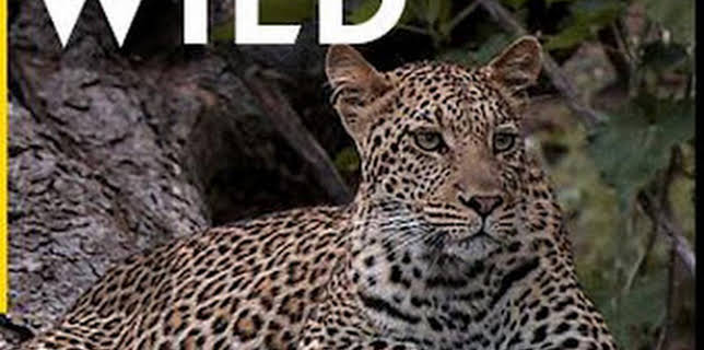 16:20: Ataques felinos | Nat Geo Wild | 12/13 2025