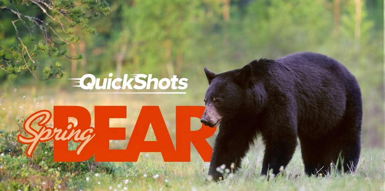 Quick Shots: Spring Bear