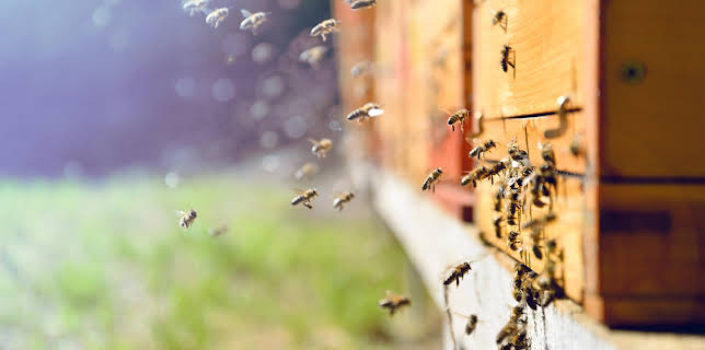 03:36: Hvordan den lages (S25 E17) (S25) | Discovery Science | 10/31 2025