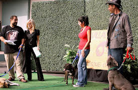 Pit Bulls & Parolees: Sin City