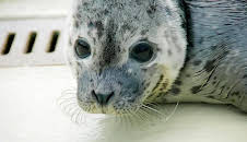 Seehund, Puma & Co. (116)