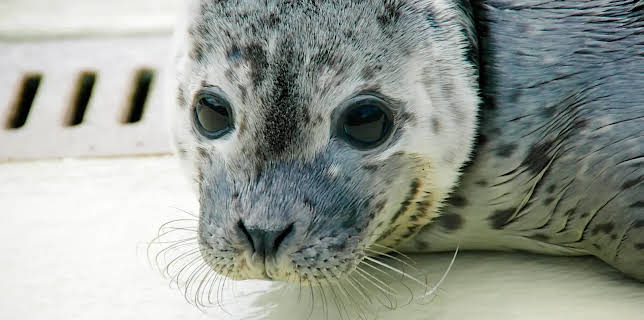 17:10: Seehund, Puma & Co (111) | Radio Bremen | 3/2 2026