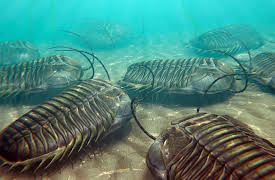 A New History of Life: Incredible Variety - The Cambrian Explosion