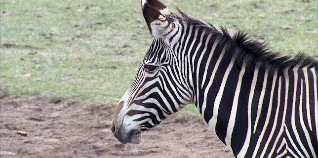 14:25: Elefant, Tiger & Co. (225) | MDR Fernsehen | 1/7 2026