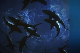 Monster Favorites: Killer Swarms