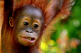 Meet The Orangutans: Episode 1