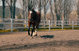 Venuso na Terra: Horses