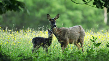 4:00 PM: Yorkshire: A Year in The Wild (S2 E2) (S2) | Channel 5 | 8/1 2026
