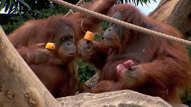 17:10: Leopard, Seebär & Co. (85) | NDR Fernsehen | 10/2 2026