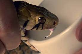 Wu Assassins: Gu Assassins