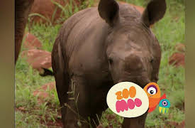 Growing Up: Rhino Hides in Grass
