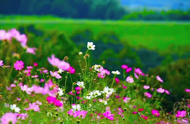 Venuso na Terra: Flowers