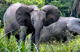 Secrets of the Elephants: Asia