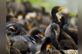 Wild Wild East: Rivers