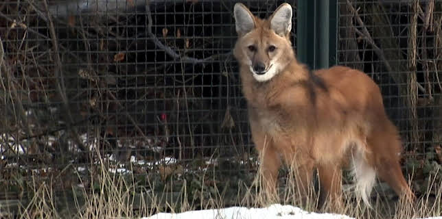 02:50: Elefant, Tiger & Co. (552) | MDR Fernsehen | 3/20 2026