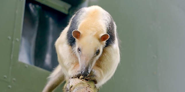 12:35 PM: Go Wild (S2) | Cbeebies | 2/14 2026