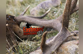 Eastmans' Hunting TV: Elk Hunting in Kentucky