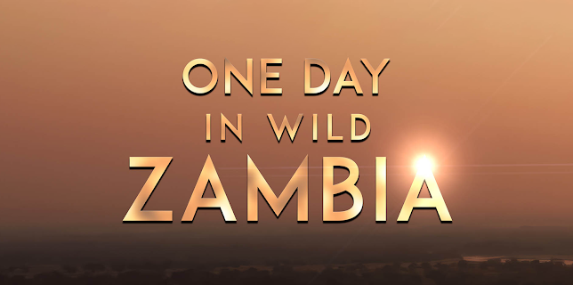 One Day in Wild Zambia (2024)