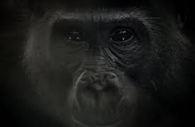 Paradise Preserved: Congo - Protecting the Gorilla Forests