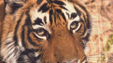 07:40: Gute Nachrichten vom Planeten | Arte | 4/19 2026