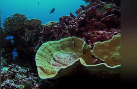 Creatures of the Deep Season 1: Journey to Shark Eden