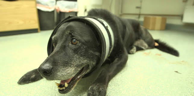 13:05: Dr. Dee: Alaska Vet (S1 E4) (S1) | Animal Planet | 12/10 2025