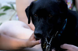 Dog Tales Rescue: A Special Bond