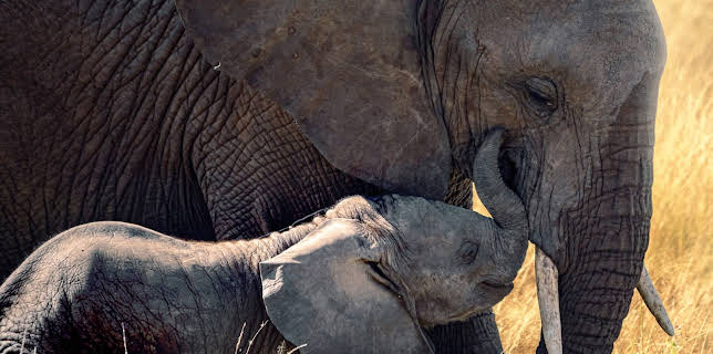 16:15: Ville familier: Ferskvann | NRK 1 | 1/11 2026