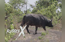 Rugged Expeditions with J Alain Smith: Cape Buffalo Surprise