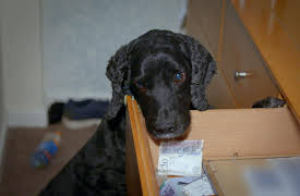 Dog Detectives: Stronger Together