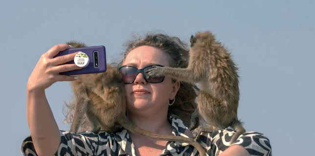 16:55: Affen in Thailand | Arte | 1/13 2026