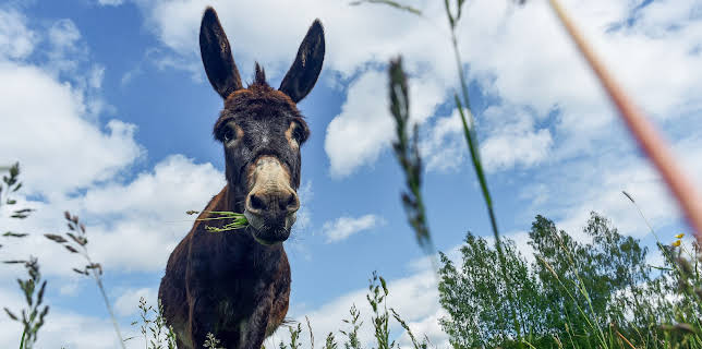 16:00: Cats 101 (S3 E8) (S3) | Animal Planet | 12/21 2025