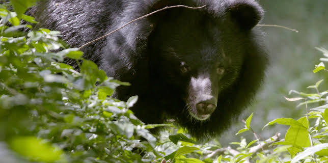 04:05: Wildes Vietnam | HR Fernsehen | 11/4 2025
