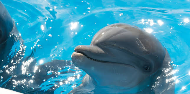 06:55: Bernie, der Delfin | RTL 2 | 12/20 2025