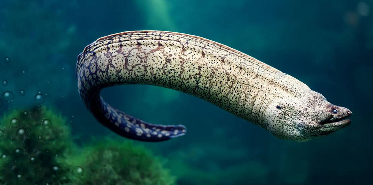 72 Dangerous Animals: Asia