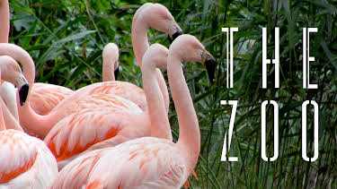 06:50: The Zoo (S3 E14) (S3) | Animal Planet | 3/27 2026