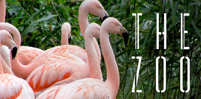 06:40: The Zoo (S3 E5) (S3) | Animal Planet | 8/18 2025