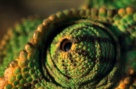 Wildest Europe: Episode 5