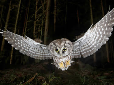 20:15: Die Nacht erwacht! Über Leben im Wald | SWR Fernsehen RP | 4/26 2026