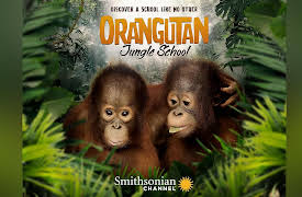 Orangutan Jungle School: Orangutan Jungle School   2