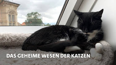 13:15: Das geheime Wesen der Katzen | MDR Fernsehen | 5/23 2026