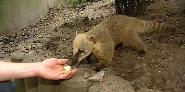 03:40: Panda, Gorilla & Co. (81) | RBB Fernsehen | 3/2 2026