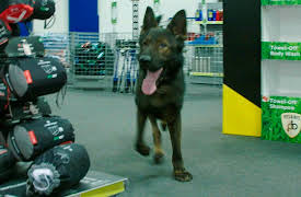 Dog Detectives: Learning Curve