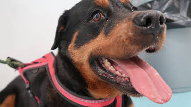 11:00 PM: The Supervet: Noel Fitzpatrick (S8 E4) (S8) | W | 1/12 2026