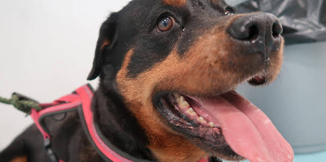 10:00 PM: The Supervet: Noel Fitzpatrick (S8 E4) (S8) | W | 1/12 2026