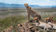 Expedition Afrika